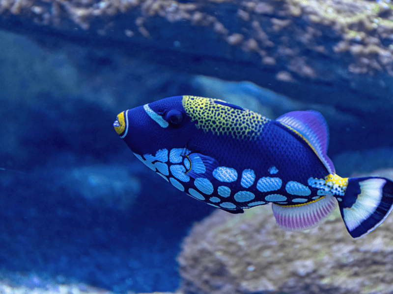 名古屋港水族館