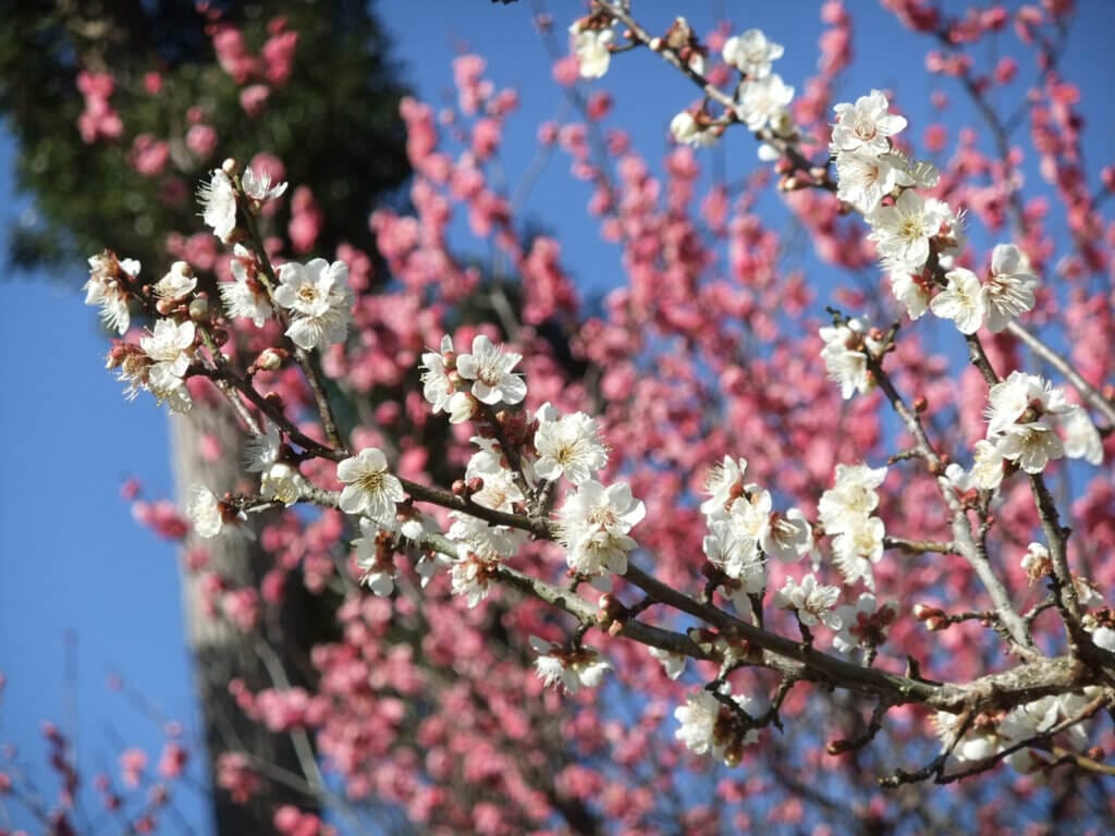 熱海市景點推薦