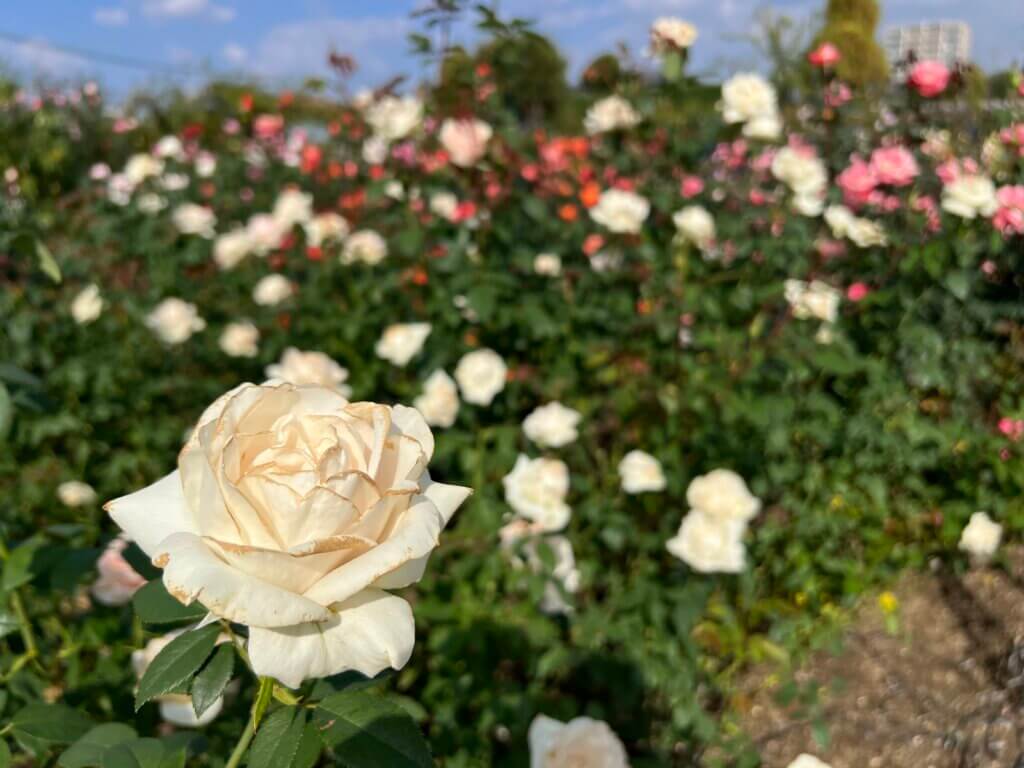 玫瑰花園