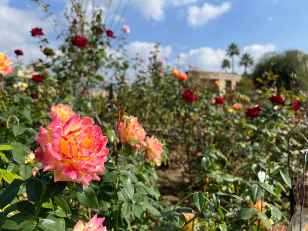 玫瑰花園2