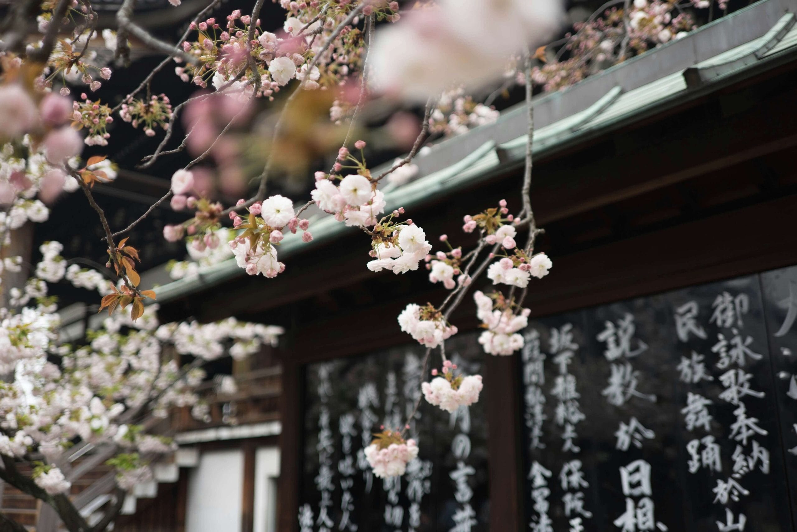 春季日本|私人家庭訂製之旅