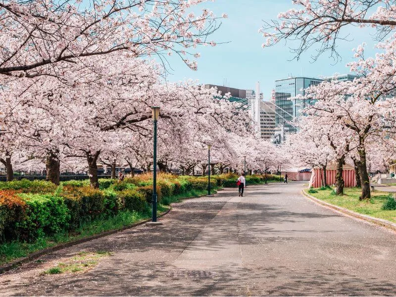 東京＋箱根賞櫻