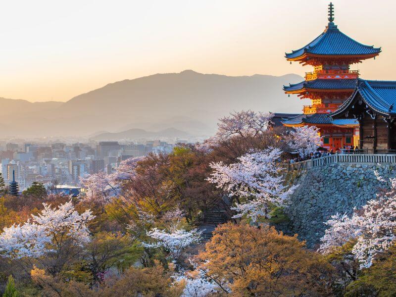京都夜櫻
