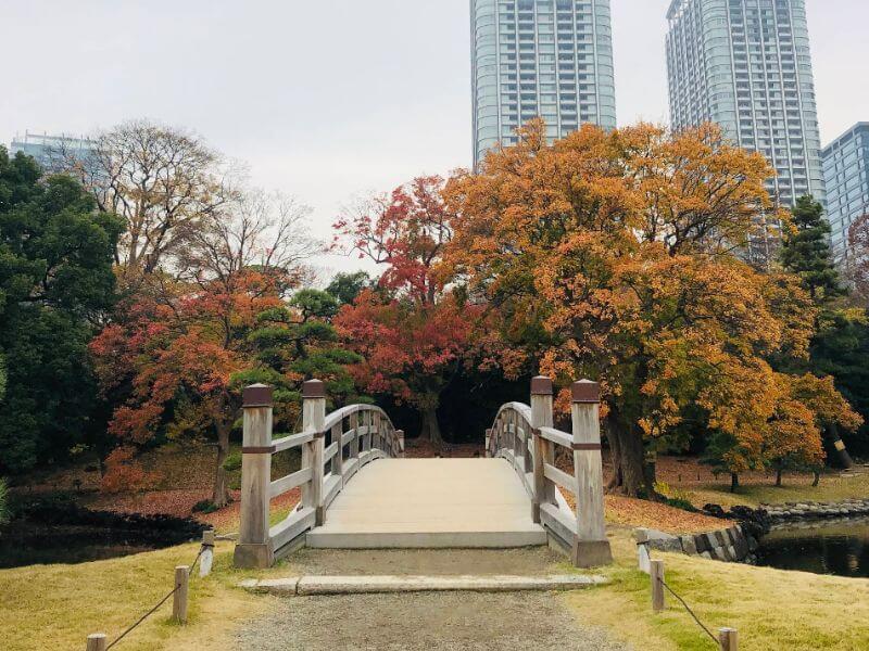 六義園楓葉