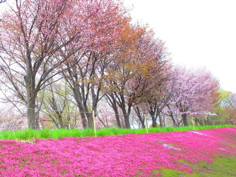 北海道大學