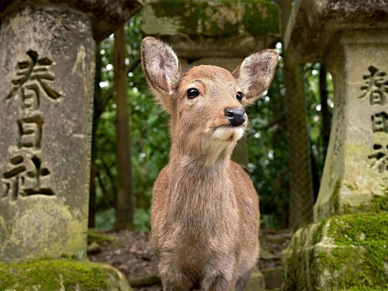 奈良公園