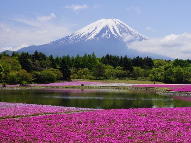 富士芝櫻園