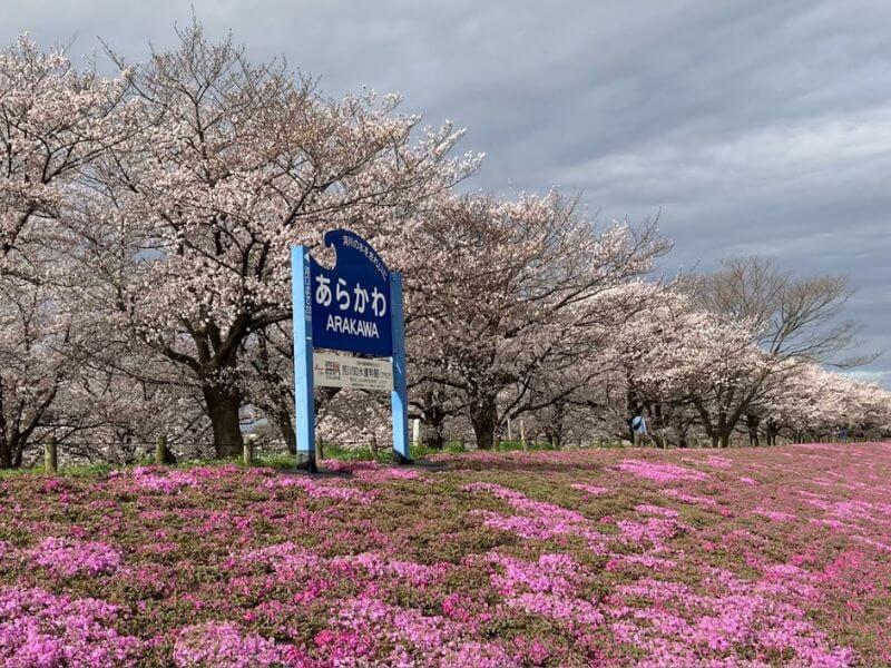 隅田川櫻花堤
