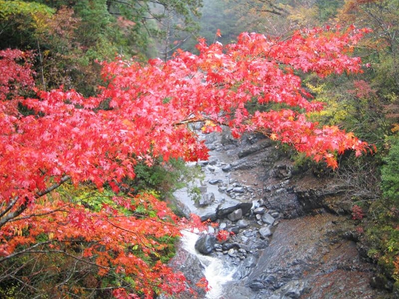 面河溪