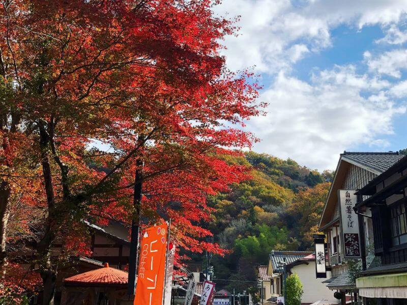 高尾山賞楓